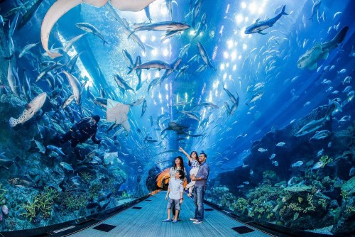 dubai aquarium & underwater zoo dubai exploredubai360