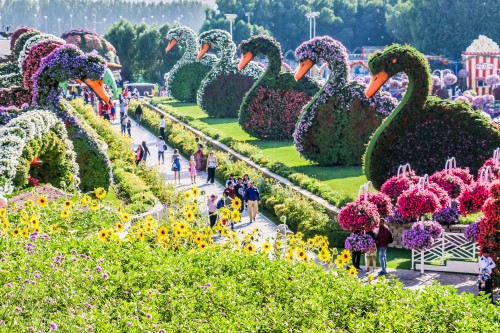 dubai miracle garden dubai exploredubai360