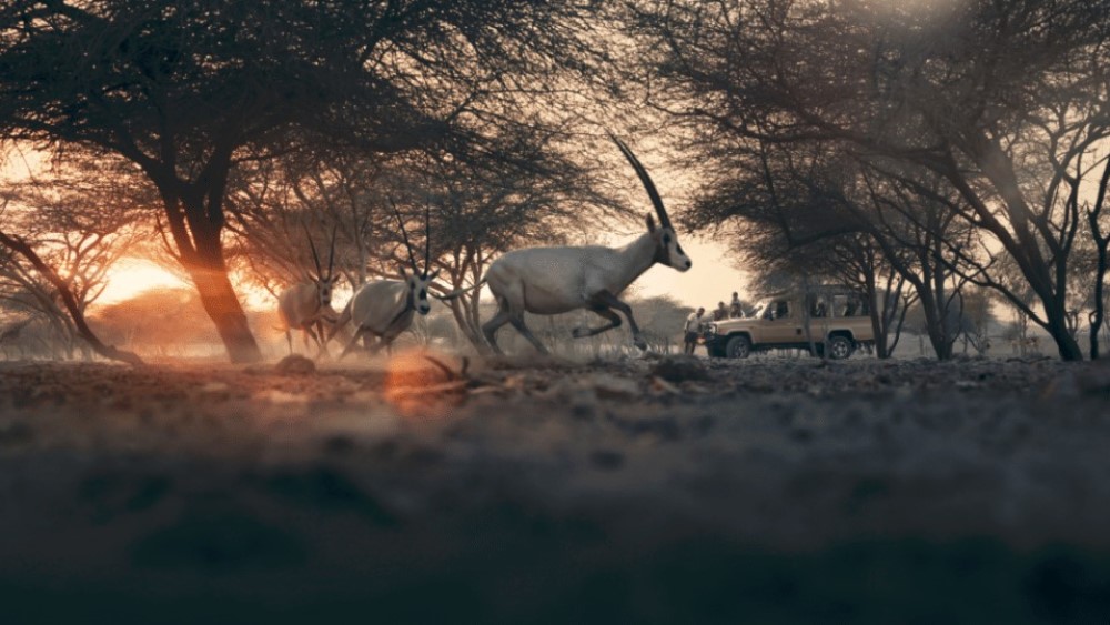 arabian wildlife park abu dhabi explore dubai 360